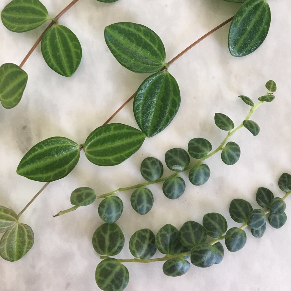 Peperomia plant Bundle